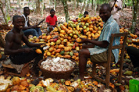 Workers on a cocoa farm