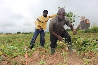 A farmer working on his farm