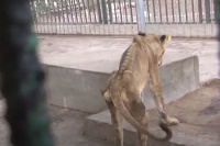 One of the Lions in the Sudanese zoo