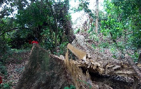 Intense patrol by forest guards is needed to check illegal lumbering and chainsaw operations