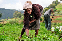 File photo of a peasant farmer