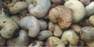 Cashew Farmers