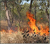 Bushfire3