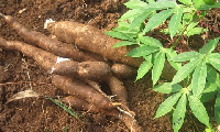 Cultivated cassava