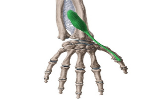 Extensor Pollicis Longus