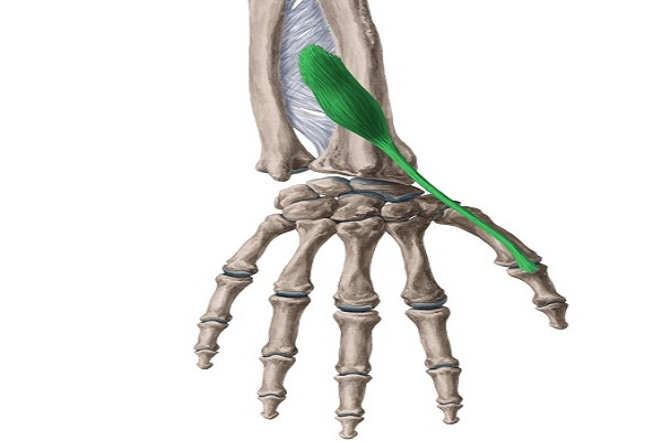 Extensor Pollicis Longus