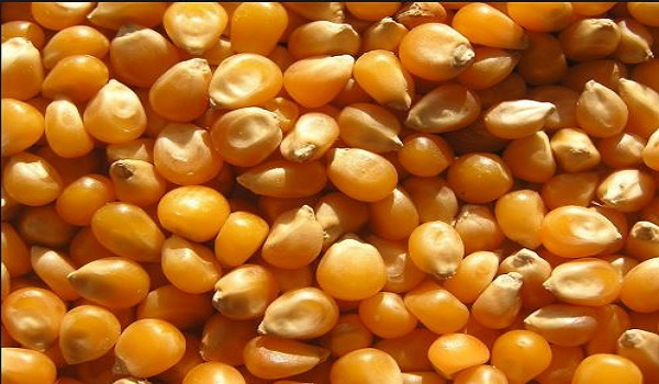 File photo of maize