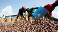 Cocoa farmers