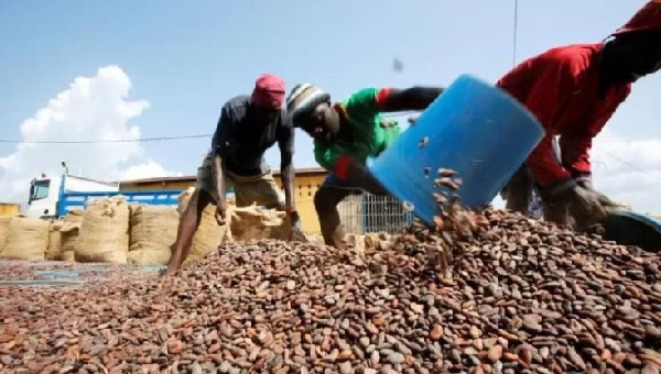 COCOBOD reported a loss of around 150,000 tons of cocoa in the 2022/23 season