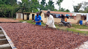 Cocoa farmers working on their harvest