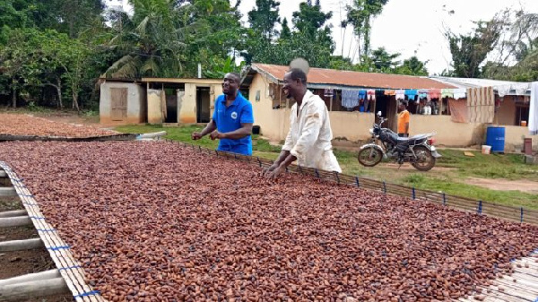 Cocoa farmers working on their harvest