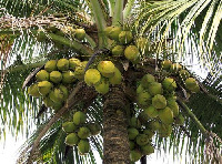 File photo: Coconuts on a tree