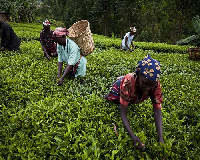 File photo: The farmer will have have access to the loans to help them expand their produce