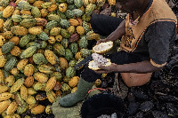 Cocoa production is a vital part of Ghana's economy