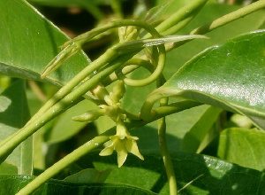 Cryptolepis Sanguinolentas