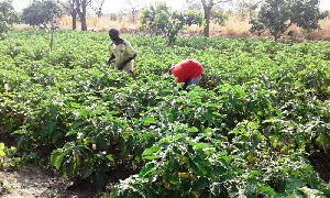 Fleshed Potatoe Farmers