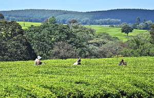 Kenyan Tea Land