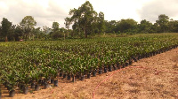 Oil Palm farm