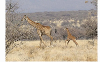 The spotless giraffe was spotted by tour guide Eckart Demasius