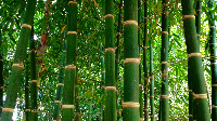 Bamboo