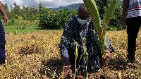 The Akyem Abuakwa Presbytery has planted over 12,073 different tree species