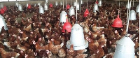 Poultry Farm