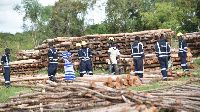 Loggers and chainsaw operators cutting down some trees