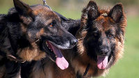 German Shepherds are often used as sniffer dogs