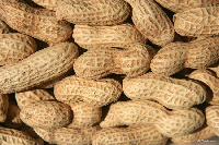 The price of groundnut has shot up in the region