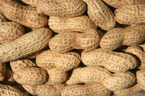 The abrupt stop of the rains has affected groundnut production in the Upper East region