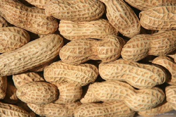 The price of groundnut has shot up in the region