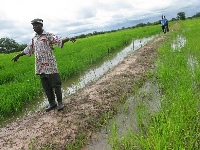 The Afram river overflowed submerging the rice farms in the process