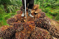 The seedlings would be given to 100 oil palm farmers to promote rural economic development