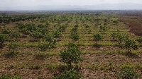 A cashew farm