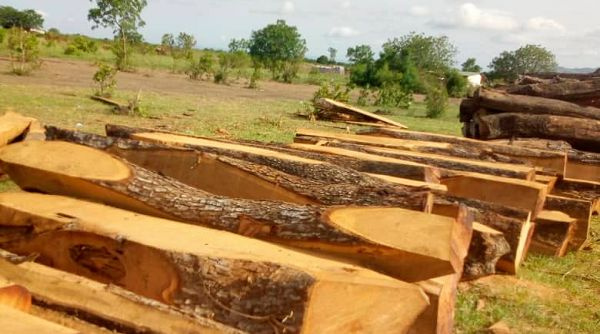 The MP for Builsa South had called for seized rosewood to be used for furniture