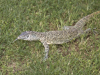 The monitor lizard