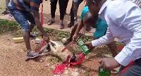 Assembly members slaughtering a sheep in their imprecations