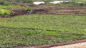 660 acres of land have been cleared for the cultivation of Orange Flesh Sweet Potato