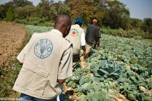 FAO predicts stable rainfall to aid crops’ recovery