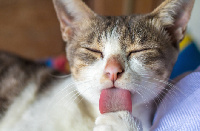 According to the FDA, the urine and faeces of cats could contaminate the products in the shop