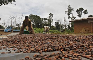 Ivorian Cocoa