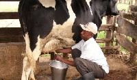 File photo: Cow milk