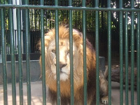 A lion at the Accra zoo | File photo