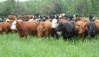 Cattle File photo