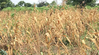 Maize farm affected by drought