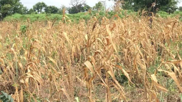 Maize farm affected by drought