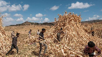 Farmers harvest sorghum in a field near the village of Ayasu Gebriel, EDUARDO SOTERAS | AFP