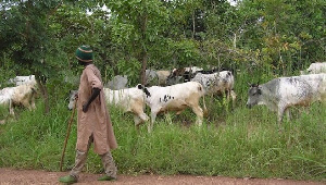 The cattle's have destroyed a lot of farms