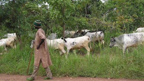 The cattle's have destroyed a lot of farms