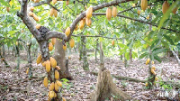 Cocoa farm